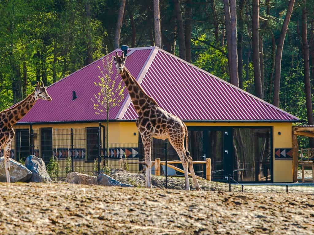 Safari Beekse Bergen Giraffe